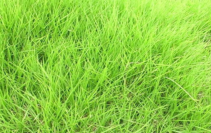 草坪草的基本形狀